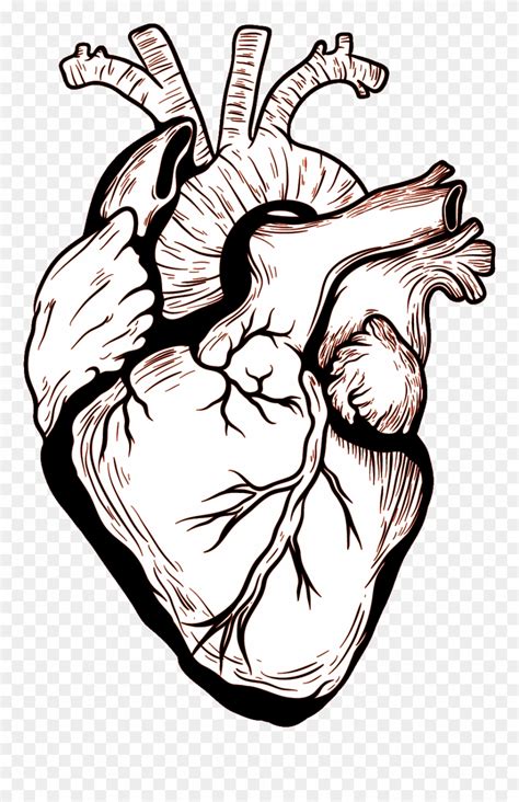 desenho de coração humano